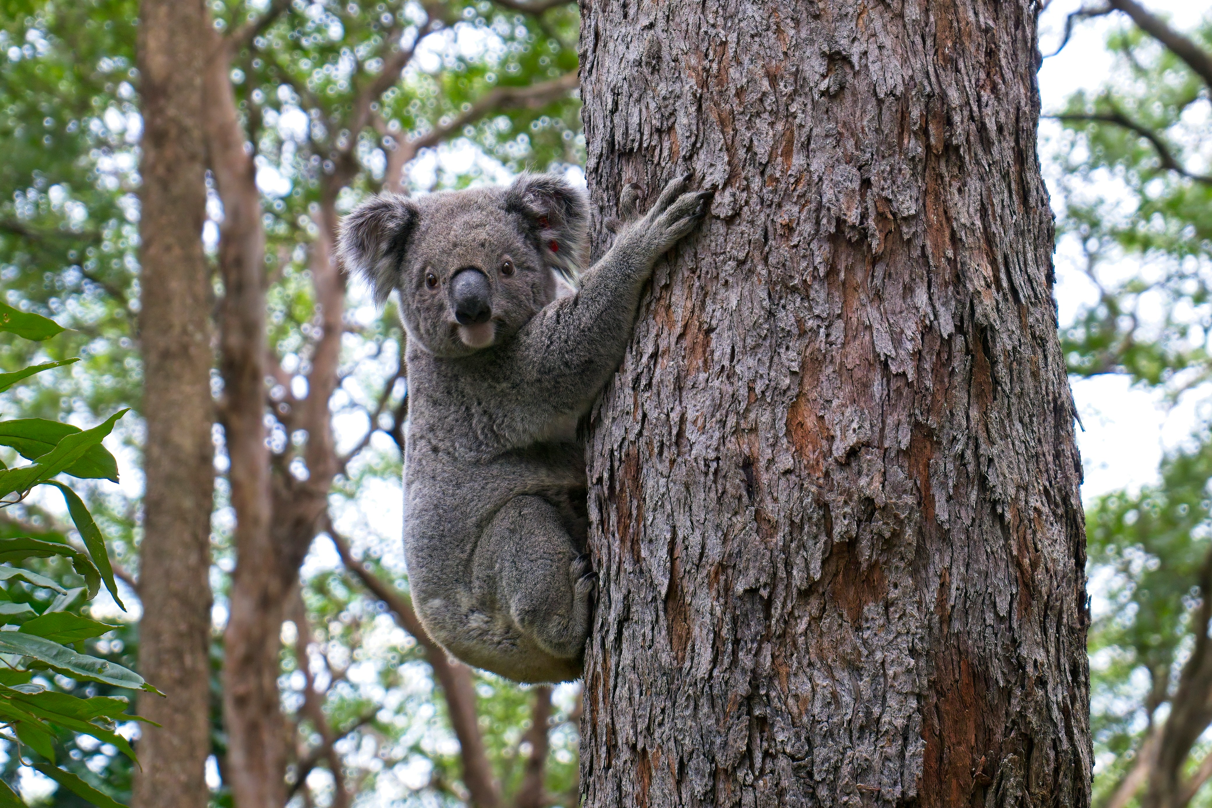 Image of Koala hugging a tree while climbing