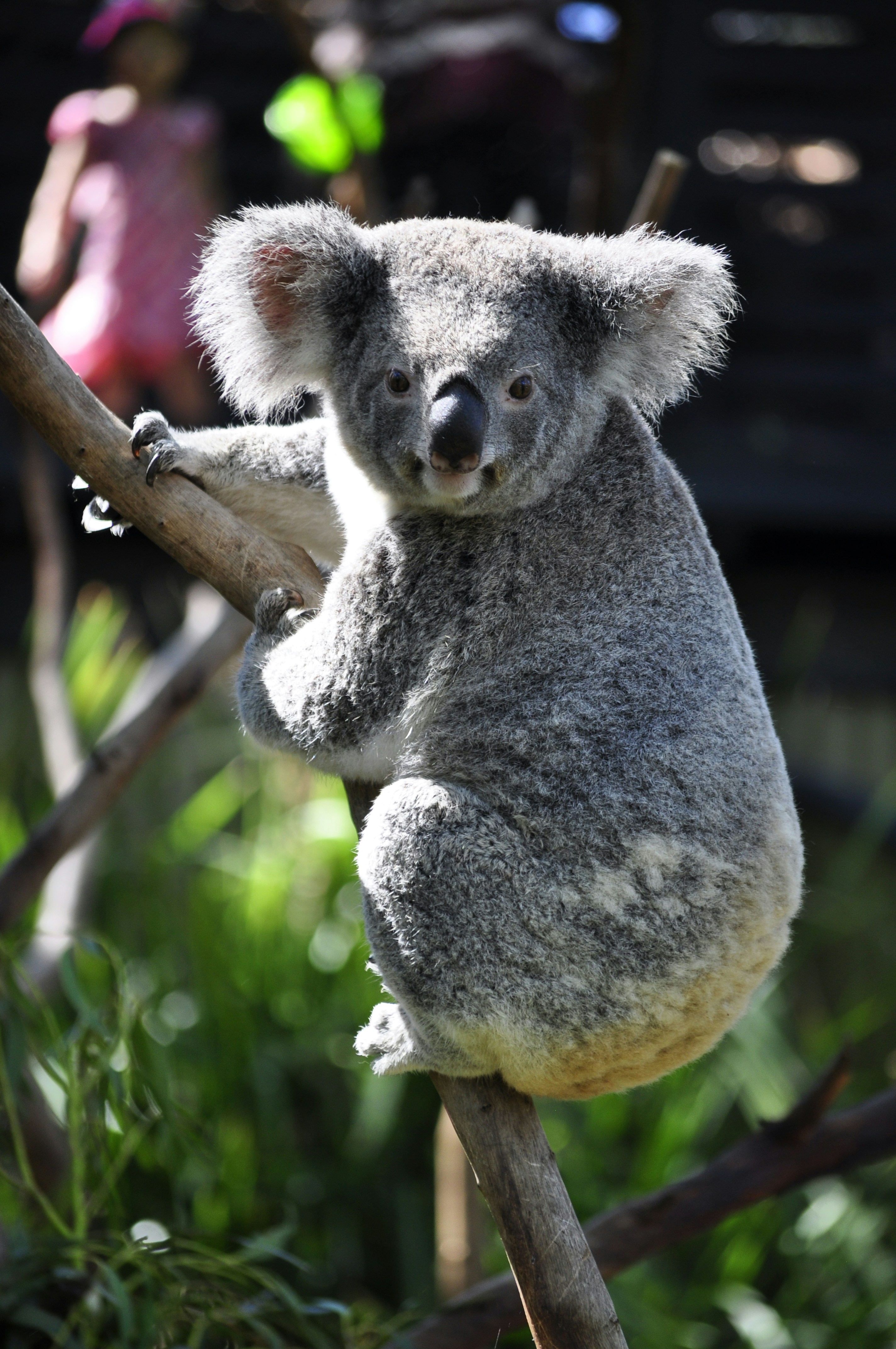 Image of a Koala sleeping