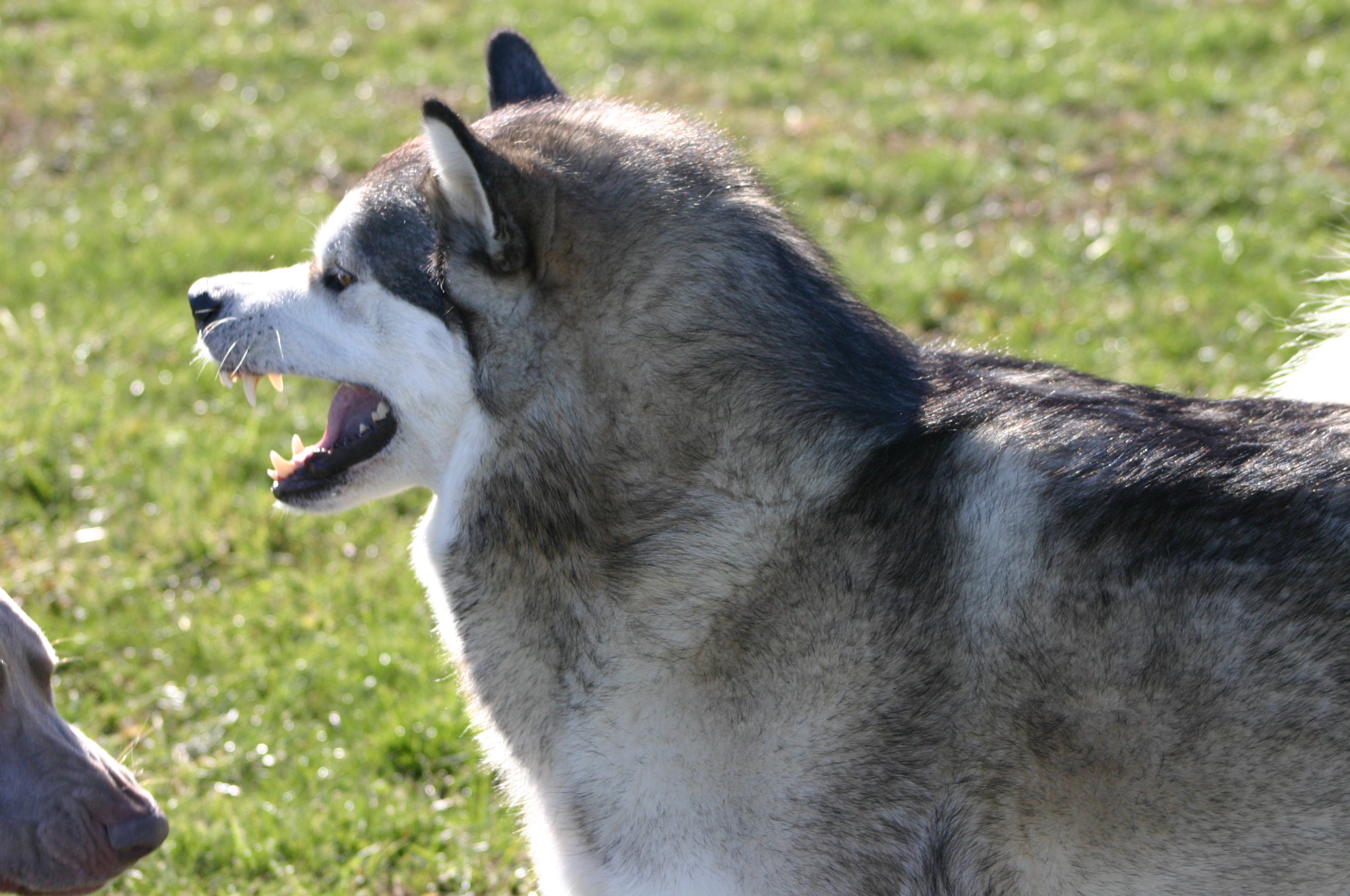 Picture of Alaskan Dog on the Grass