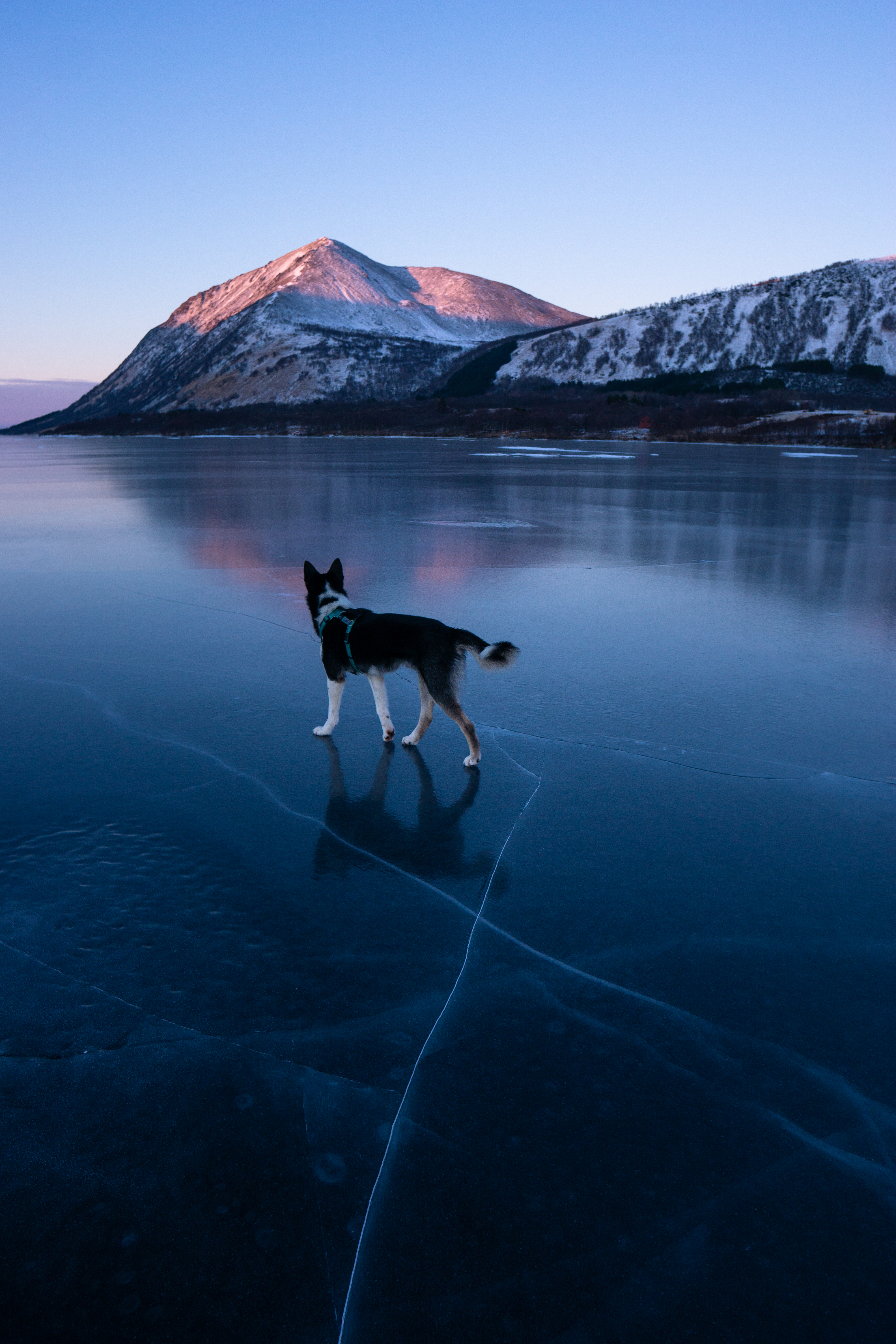 Picture of a Alaskan Dog on Ice